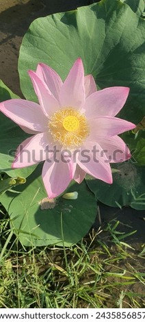 lotus tree and plants are very  nice and pinky color.
its beauty attracts i