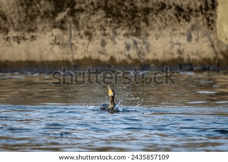 A Cormorant in the wild	