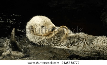 Otter floating in aquarium tank