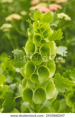 A close-up of a single stem of Bells of Ireland blooms with yarrow as a blurred background Royalty-Free Stock Photo #2435860247