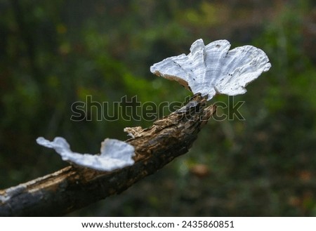 Wood saprophytic fungi on old rotting branches in a forest in the suburbs of New Jersey in the fall, USA Royalty-Free Stock Photo #2435860851