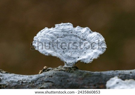 Wood saprophytic fungi on old rotting branches in a forest in the suburbs of New Jersey in the fall, USA Royalty-Free Stock Photo #2435860853