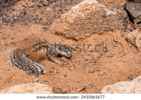 Small canarian chipmunk sandbathing to clean itself