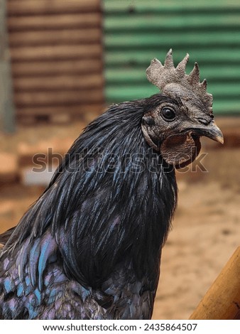 Kadaknath', also called Kali Masi'(fowl having black flesh) is an Indian breed of chicken. They originated from Dhar and Jhabua, Madhya Pradesh.
 These birds are mostly bred by the rurals and tribals. Royalty-Free Stock Photo #2435864507