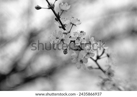 black and white picture of white plum flowers in springtime