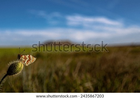 butterfly with castle background in spring