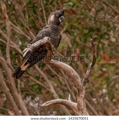 Lovely black cockatoo perched on a dead tree. 