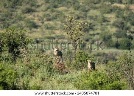 Very close observation on safari of two Cheetahs in the morning hours before the start of the hunt in the Pilanesberg National Park in South Africa 