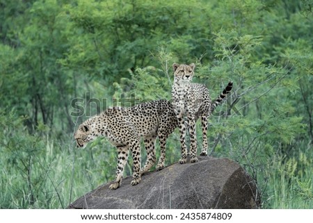 Very close observation on safari of two Cheetahs in the morning hours before the start of the hunt in the Pilanesberg National Park in South Africa 