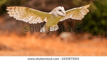 Stunning barn owl with its wings out stretched.