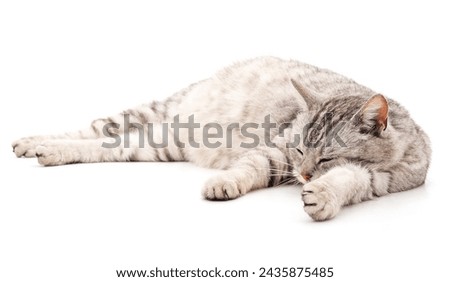 Pregnant cat lying isolated on a white background.