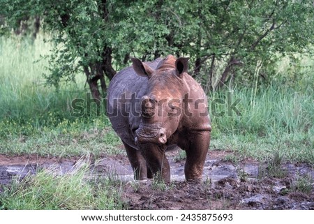 Observing rhinos on safari in the Pilanesberg National Park in South Africa 