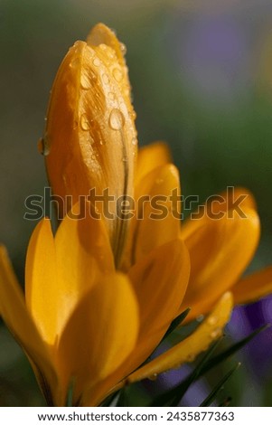 Close-up of flowering yellow crocus in spring. The flowers are still partially closed and covered with water droplets. The picture is in portrait format