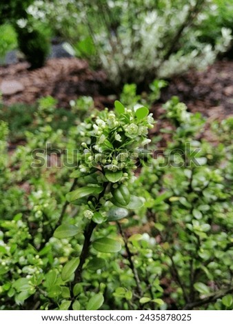 Blooming Evergreen round spherical Ilex crenata Convexa or Japanese Holly shrub with small glossy leaves and tiny white flowers on the blurred garden background  Royalty-Free Stock Photo #2435878025