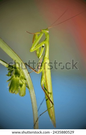 Green Praying Mantis in Macro Photography
