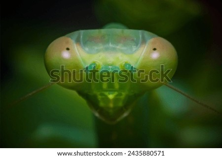 Green Praying Mantis in Macro Photography
