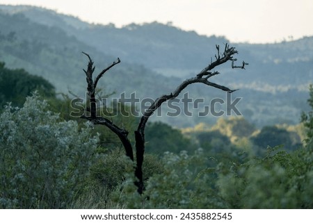 Landscape picture of the South African bush, Pilanesberg National Park