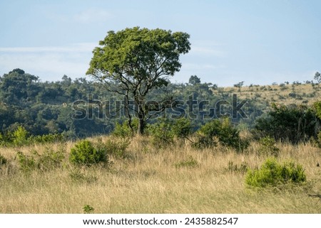 Landscape picture of the South African bush, Pilanesberg National Park