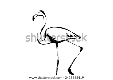Flamingo bird silhouette wild bird isolated on transparent white background vector image.