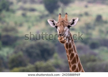 Giraffe spotted on safari in Pilanesberg National Park in South Africa 