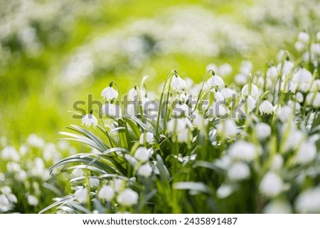 Many wild spring snowflake flowers on field - Leucojum vernum