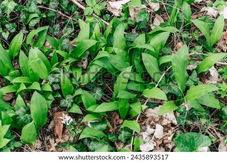 wild garlic in the forest