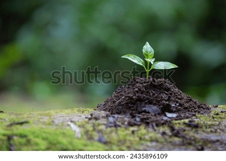 little plant planting in soil with blur background beautiful scene wonderful view of plantation 