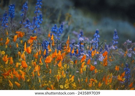 Close up view of California poppy wildflowers at Diamond valley lake under rain, selective focus. Royalty-Free Stock Photo #2435897039