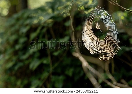 Light splashed on spider web in the woods