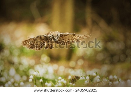 male boreal owl or Tengmalm's owl (Aegolius funereus) Flying over a meadow full ofsnowbells
