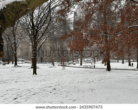 Winter wonderland in New York City Central Park. Snow covers the park with a blanket of white, creating a peaceful scene.