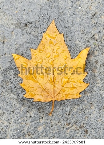 beauty autumn impression on the ground