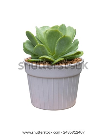 Aeonium succulent houseplant in pot isolated on white background for small garden and drought tolerant plant concept