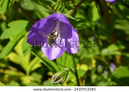 Intricate Beauty Unveiled: A Captivating Encounter Between a Lilac Peach-Leaved Bellflower and a Modest Sand Bee , Engaging in a Pollen Quest . Bee encounters symmetric shaped violet bell blossom . Royalty-Free Stock Photo #2435913385