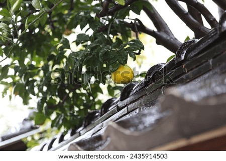 Typical Kyoto roof with a lemon tree