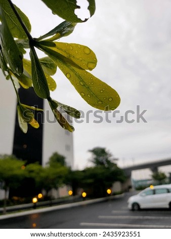 leaves after rain in the city
