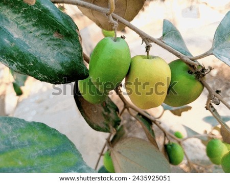 Fresh Jujube Fruit Stock Photo,
Close-up, Film - Moving Image, Agricultural Field, Agriculture, Autumn, Beauty In Nature, Berry Fruit, Fruit On Tree.
