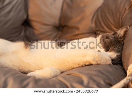 Cat resting, sleeping, relaxing hanging home rope swing in a Scandinavian interior. cat face lying on the fabric. muzzle of a sleeping cat with closed eyes. pet ownership, pet friendship concept Royalty-Free Stock Photo #2435928699