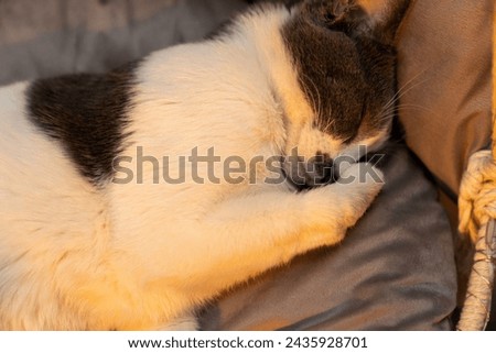 Cat resting, sleeping, relaxing hanging home rope swing in a Scandinavian interior. cat face lying on the fabric. muzzle of a sleeping cat with closed eyes. pet ownership, pet friendship concept Royalty-Free Stock Photo #2435928701