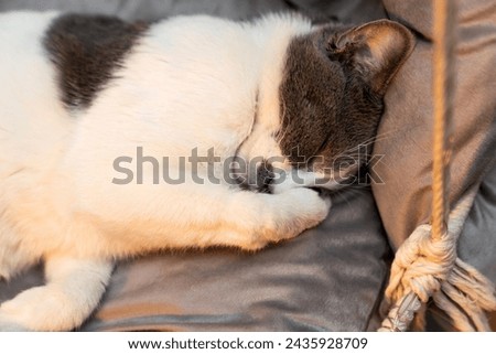 Cat resting, sleeping, relaxing hanging home rope swing in a Scandinavian interior. cat face lying on the fabric. muzzle of a sleeping cat with closed eyes. pet ownership, pet friendship concept Royalty-Free Stock Photo #2435928709