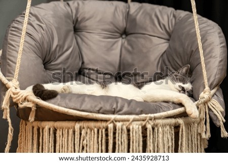 Cat resting, sleeping, relaxing hanging home rope swing in a Scandinavian interior. cat face lying on the fabric. muzzle of a sleeping cat with closed eyes. pet ownership, pet friendship concept Royalty-Free Stock Photo #2435928713