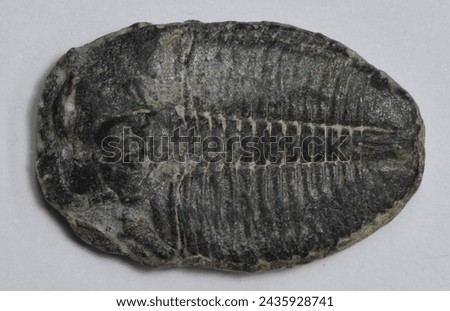 Black fossil of trilobite, probably a Ptychopariida from the Cambrian or Ordovician Periods 485-520 million years ago. Royalty-Free Stock Photo #2435928741