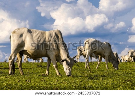 Zebu Nellore cow in the pasture area of a beef cattle farm in Brazil Royalty-Free Stock Photo #2435937071
