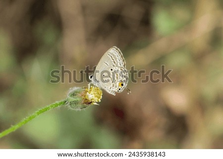 A close-up shot of a butterfly on a flower, going for nectar, with a backdrop of green-brown grass blurred in the background