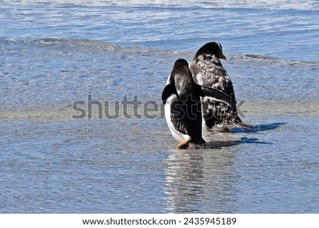 Gentoo penguins marching on Bertha's beach Falkland Island