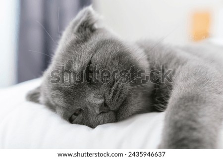 Small Scottish kitten lying down on white bed of relaxing and cozy wellbeing in home. Royalty-Free Stock Photo #2435946637