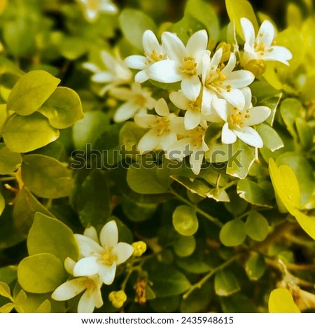 Beautiful flower of lemon plant