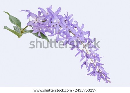 Beautiful Petrea volubilis (Purple Wreath, Sandpaper vine, Queen's Wreath) flowers on white background. Young vines have hairs, but when the vines grow, the hairs are gone. Purple flower. Royalty-Free Stock Photo #2435953239