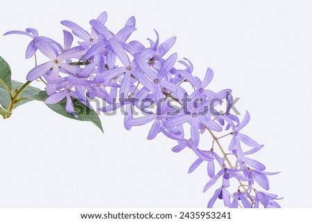 Beautiful Petrea volubilis (Purple Wreath, Sandpaper vine, Queen's Wreath) flowers on white background. Young vines have hairs, but when the vines grow, the hairs are gone. Purple flower. Royalty-Free Stock Photo #2435953241