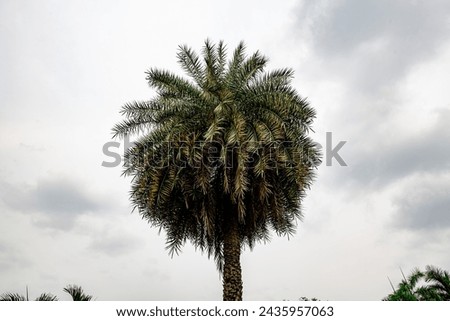 Palm tree against the overcast sky
